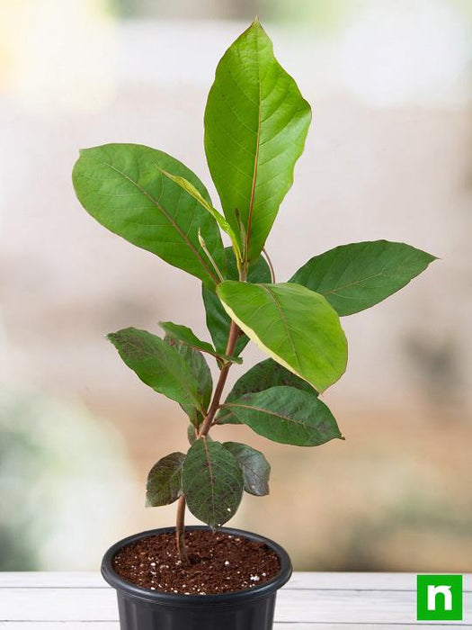 badam tree - plant