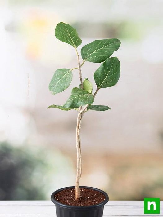 banyan - plant