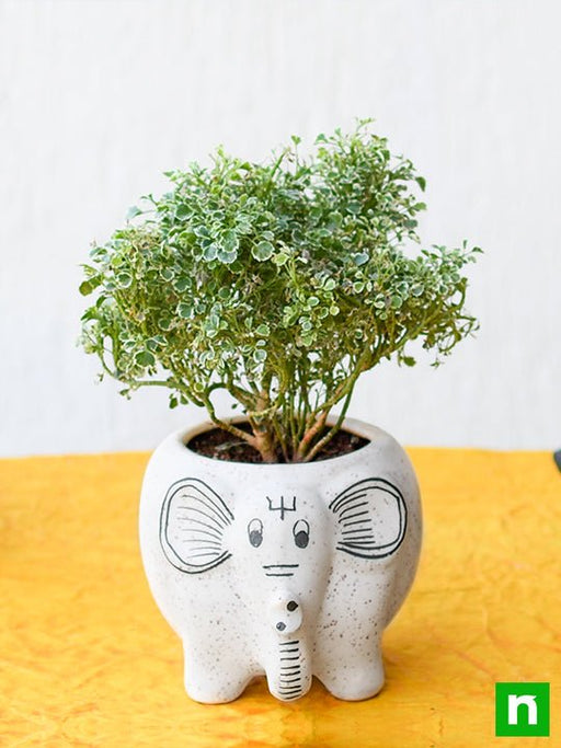 beautiful aralia plant with cute ceramic pot 