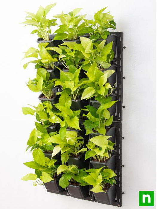 beautiful golden foliage plants for vertical garden 