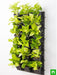 beautiful golden foliage plants for vertical garden 