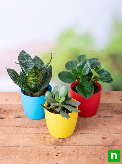 beautiful table top / office desk succulents 