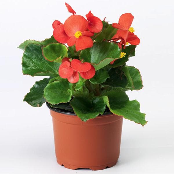 begonia (red) - plant