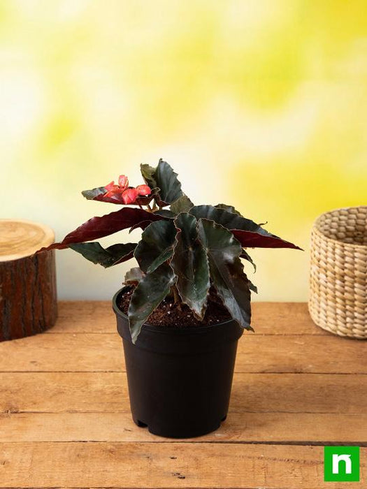 angel wing begonia (pink) - plant