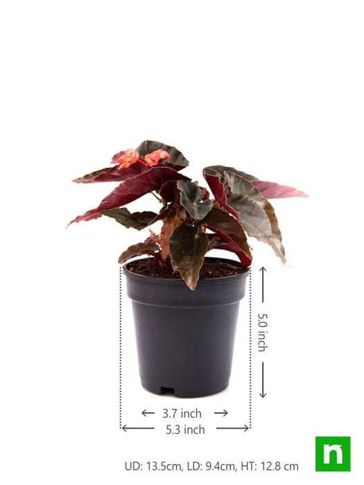 angel wing begonia (pink) - plant