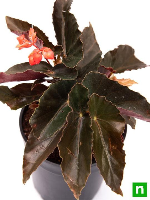 angel wing begonia (pink) - plant