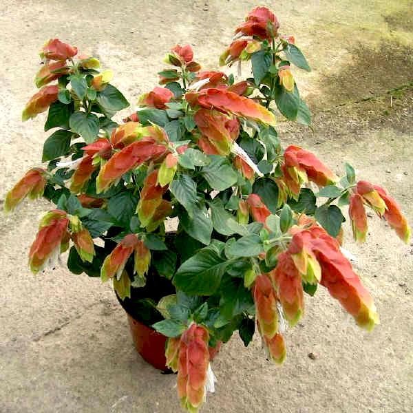 shrimp - plant