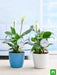 best 2 peace lily plants for our understanding friendship 