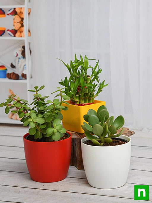 best 3 table top / office desk plants to bring prosperity 