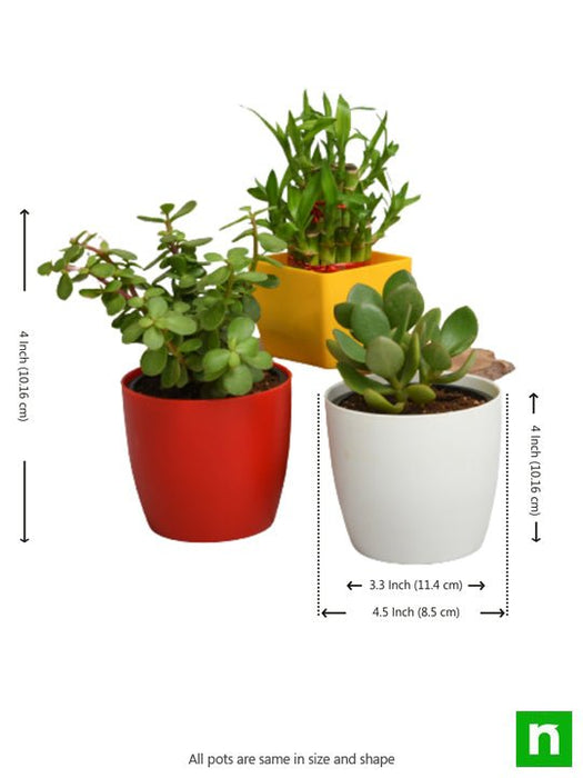 best 3 table top / office desk plants to bring prosperity 