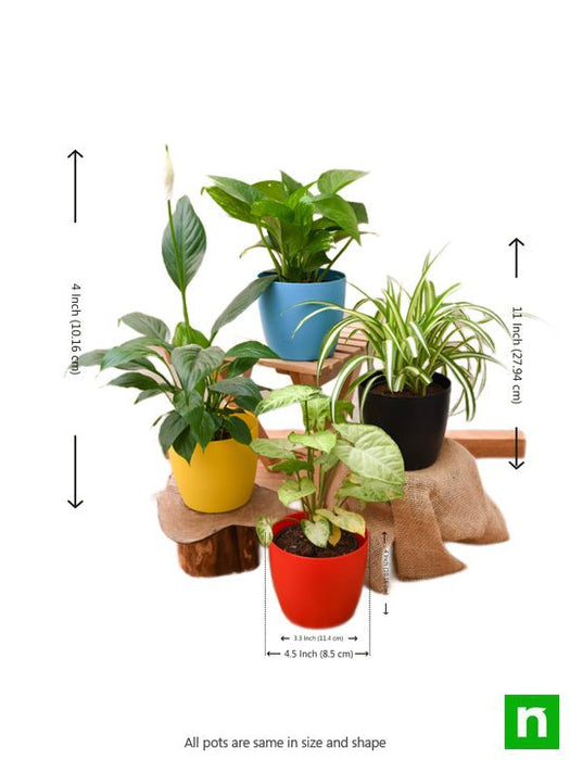 best 4 plants to kill indoor pollution 