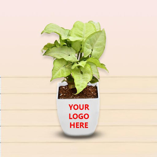 best house plants for desks - corporate gift (set of 30)