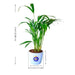 best indoor areca palm for best dad ever 