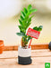 best zz plant in ceramic pot for best friend forever 