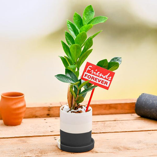 best zz plant in ceramic pot for best friend forever 