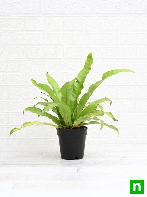 bird nest fern - plant