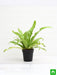 bird nest fern - plant