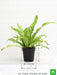 bird nest fern - plant