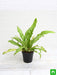 bird nest fern - plant