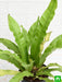 bird nest fern - plant