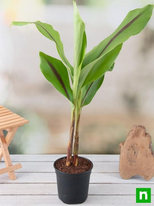 black turmeric plant - plant