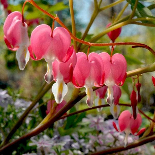 bleeding heart plant - plant