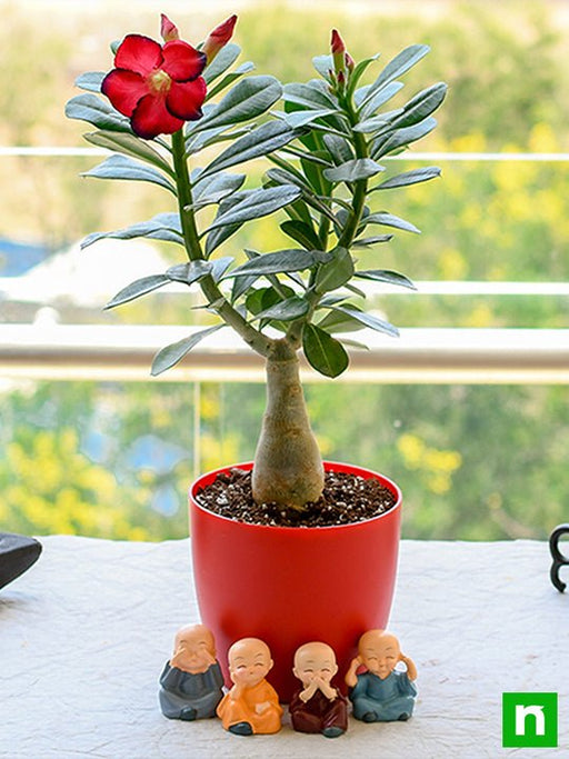 bonsai looking adenium with amazing monks for special occasions 