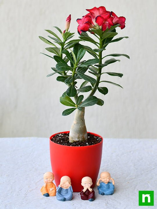 bonsai looking adenium with amazing monks for special occasions 