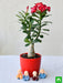 bonsai looking adenium with amazing monks for special occasions 