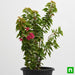 bougainvillea dwarf (pink) - plant