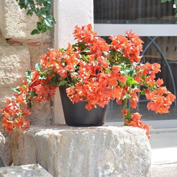 bougainvillea (orange) - plant