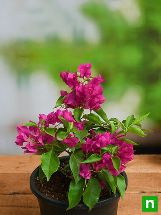 bougainvillea (pink) - plant