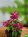 bougainvillea (pink) - plant