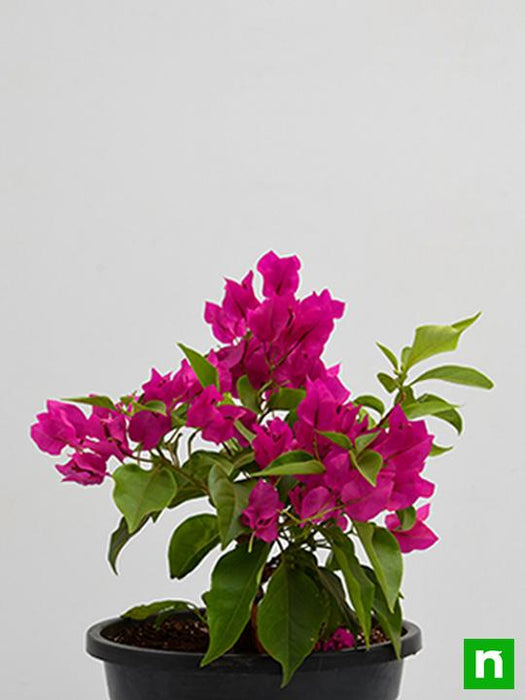 bougainvillea (pink) - plant