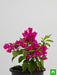 bougainvillea (pink) - plant