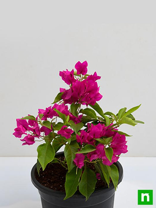 bougainvillea (pink) - plant