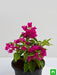 bougainvillea (pink) - plant