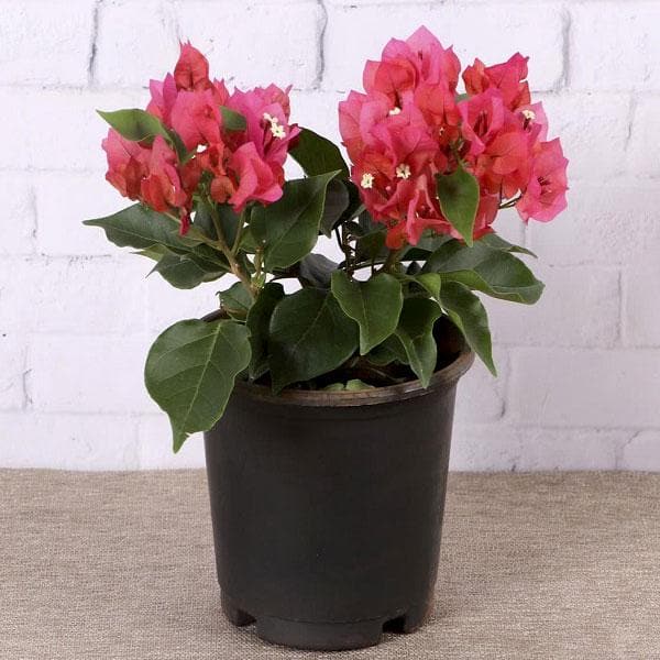 bougainvillea (red) - plant