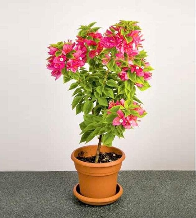 bougainvillea variegated (pink and white flower) - plant