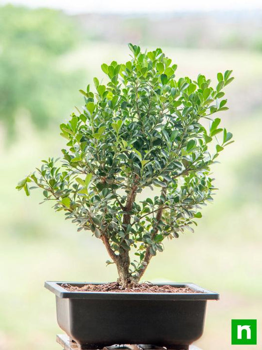 boxwood bonsai - plant