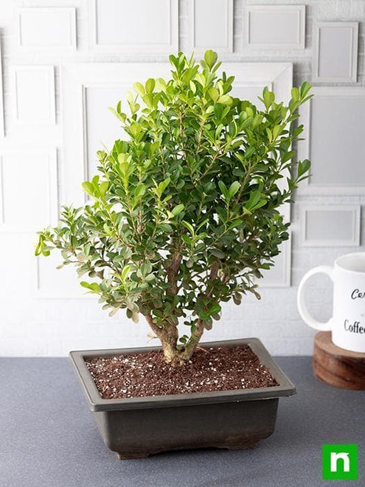 boxwood bonsai - plant