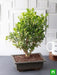 boxwood bonsai - plant