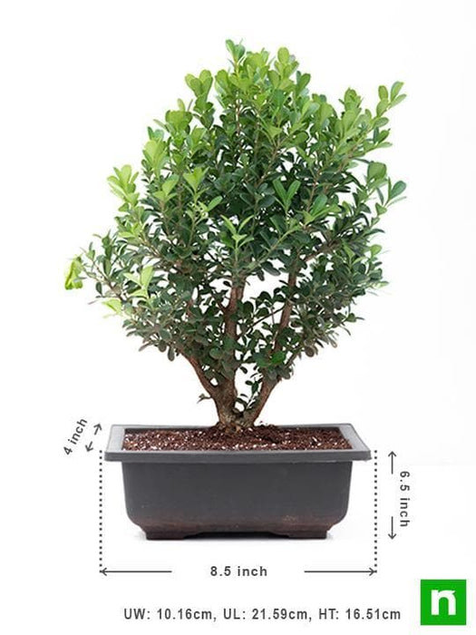 boxwood bonsai - plant