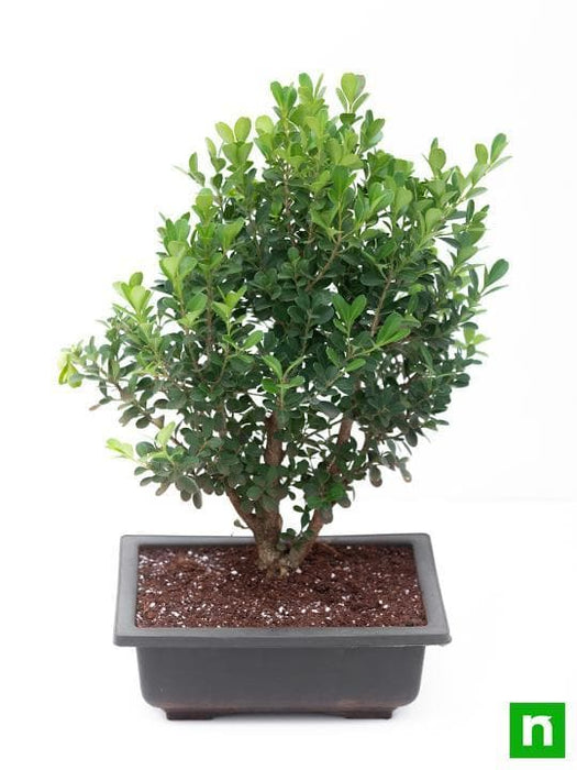 boxwood bonsai - plant