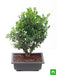 boxwood bonsai - plant