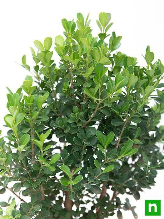 boxwood bonsai - plant