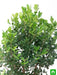 boxwood bonsai - plant