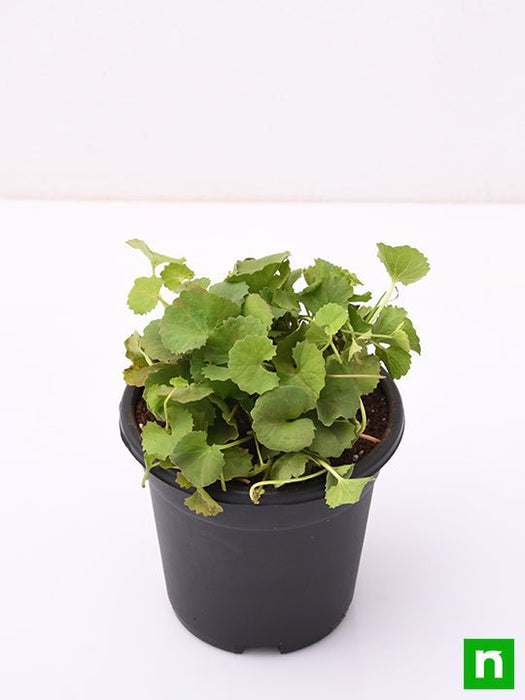 brahmi - plant