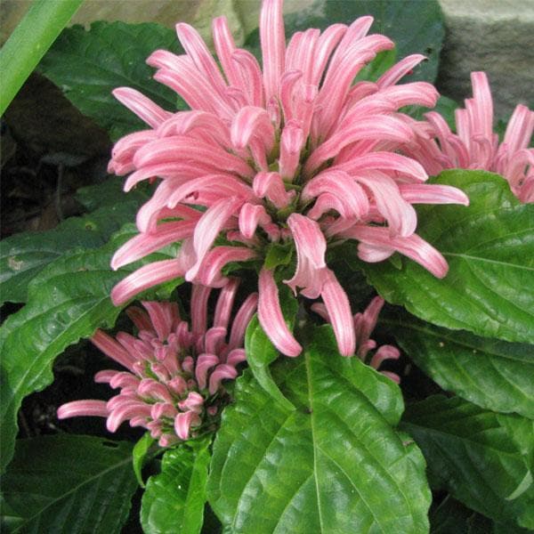 brazilian plume - plant