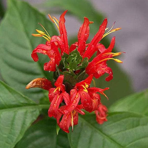 brazilian plume - plant